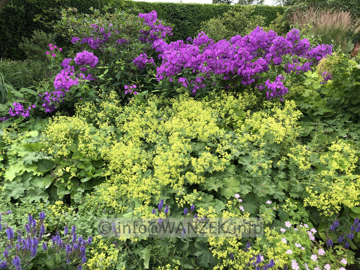 Phlox paniculata Blue Paradise 01.JPG